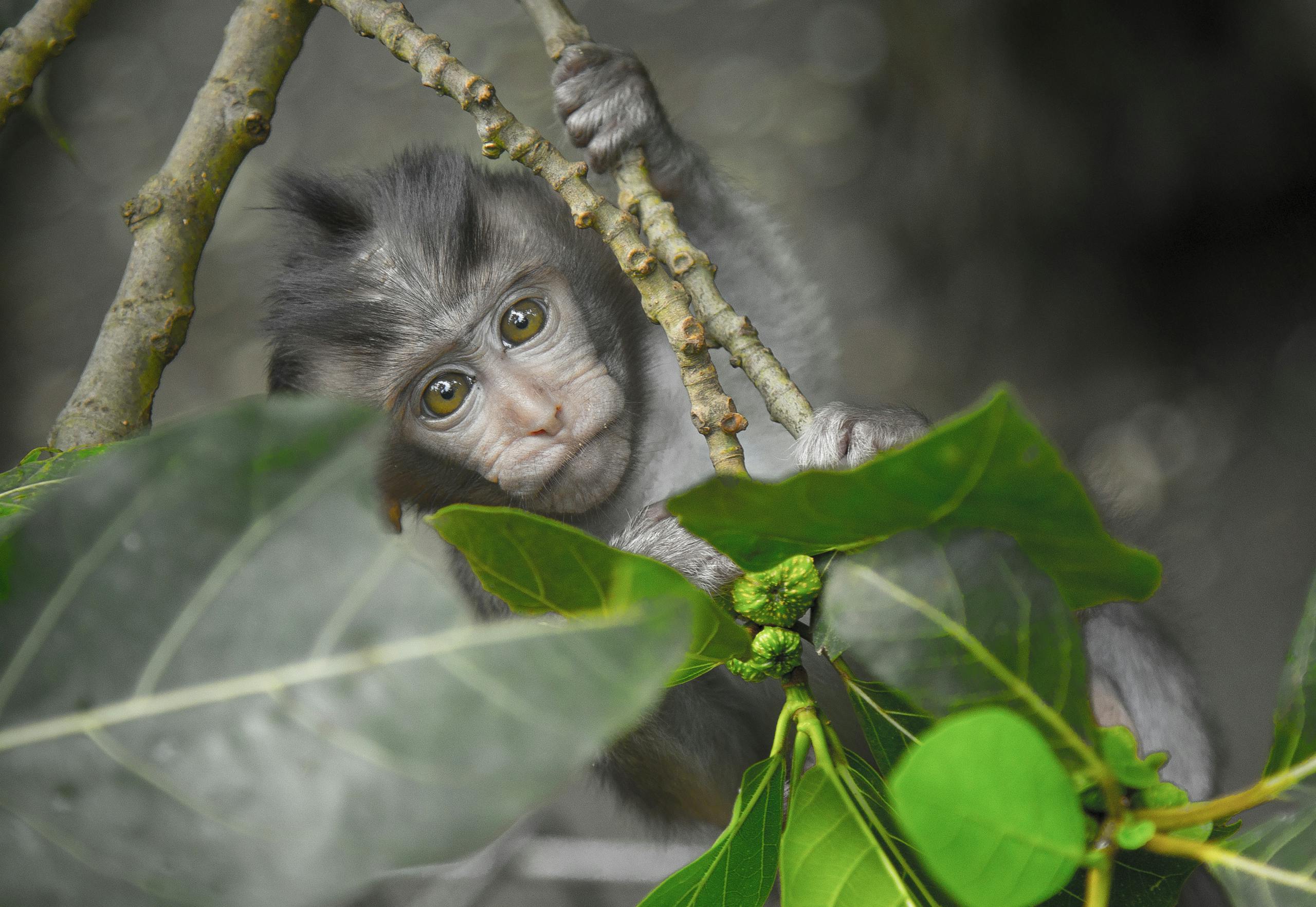 Gray Monkey Holding on Gray Tree Branch